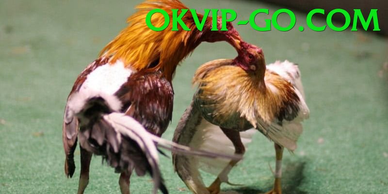 Đá Gà Trực Tiếp - okvip - Hỗ trợ